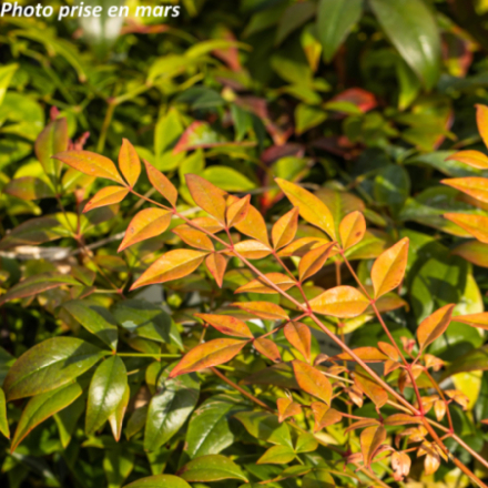 Nandina domestica 'Gulf Stream' - Bambou sacré