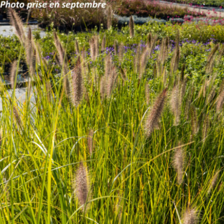Pennisetum alopecuroides 'Japonicum'