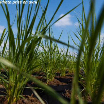 Pennisetum macrourum 'Queue D'or'