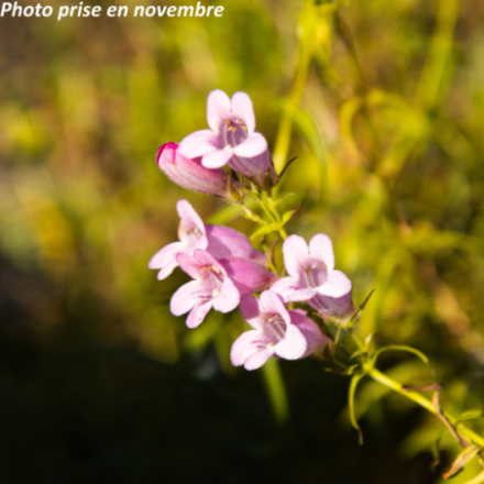 Penstemon 'Evelyn'
