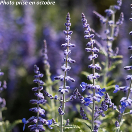 Perovskia atriplicifolia 'Lacey Blue'
