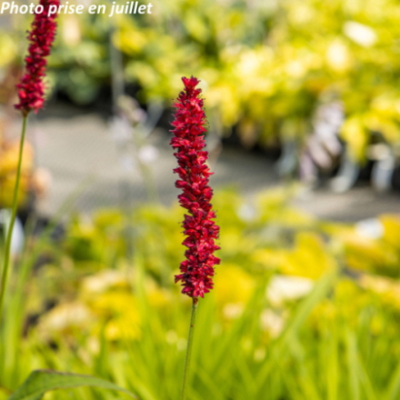 Persicaria amplexicaulis 'J.S. Caliente'