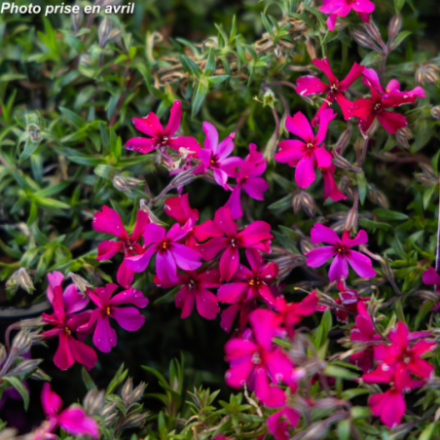 Phlox subulata 'Atropurpurea'