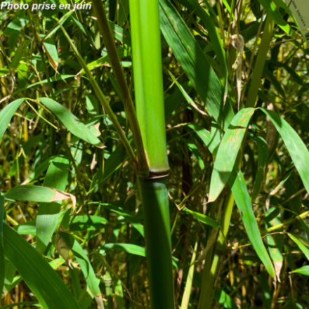 Phyllostachys humilis - Bambou