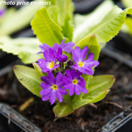 Primula denticulata 'Blue Select'