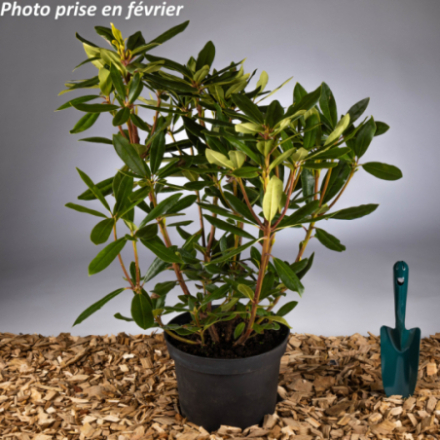 Rhododendron ponticum