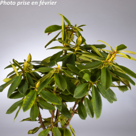 Rhododendron x 'Anna Rose Withney®'