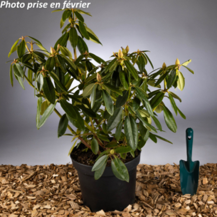 Rhododendron x 'Catawbiense Grandiflorum®'