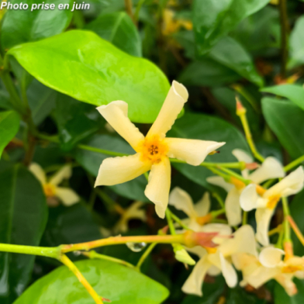 Rhyncospermum asiaticum 'Mandanianum' - Faux jasmin