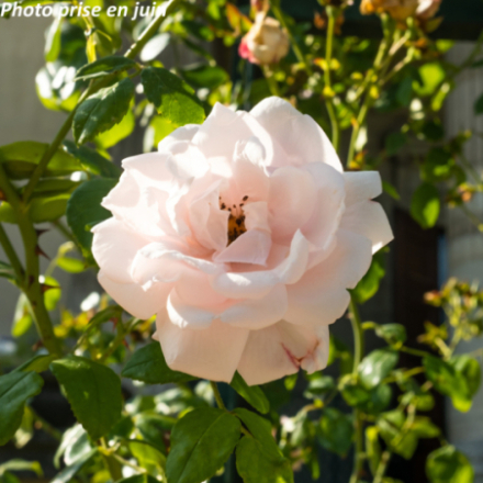 Rosa wichuraiana 'New Dawn' - Rosier grimpant ancien