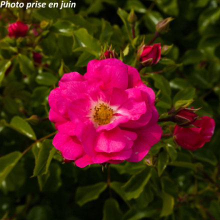 Rosa x 'Emera' - Rosier...