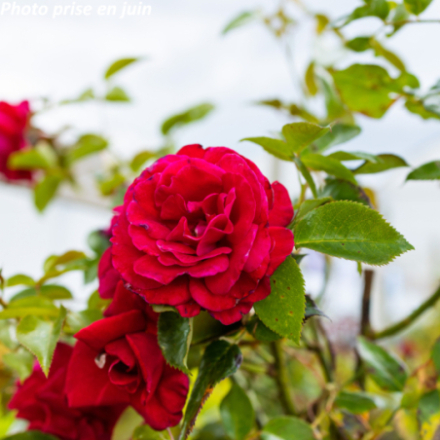 Rosa x 'Le Grand Huit®' Adabaring - Rosier grimpant