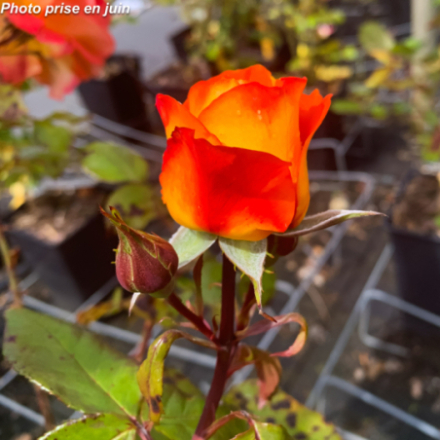 Rosa x 'Terra Botanica®' - Rosier Arbustif