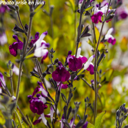 Salvia greggii 'Amethyst Lips'