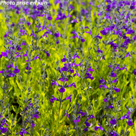 Salvia greggii 'Blue'