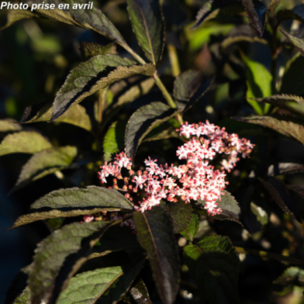 Sambucus nigra 'Black Beauty'