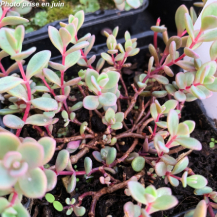 Sedum cauticola 'Lidakense'