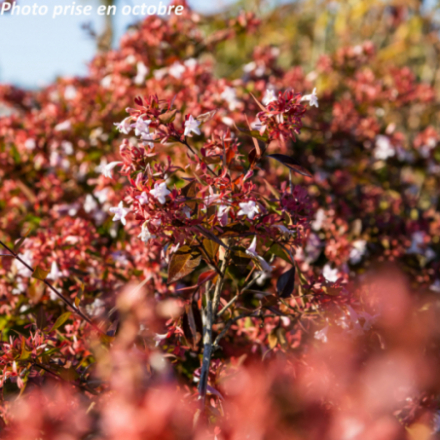 Abelia x grandiflora