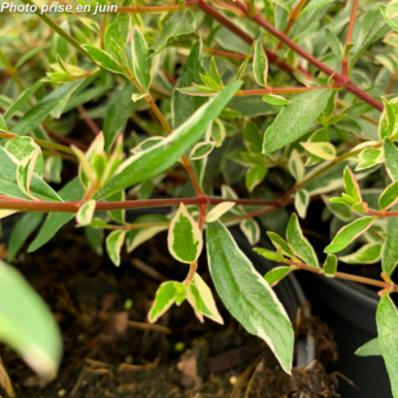 Abelia x grandiflora 'Confetti'