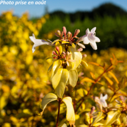 Abelia x grandiflora 'Francis Mason'