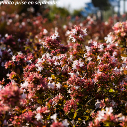 Abelia zanderi 'Little Richard'