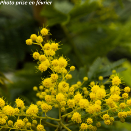 Acacia dealbata 'Gaulois Astier' - Mimosa d'hiver