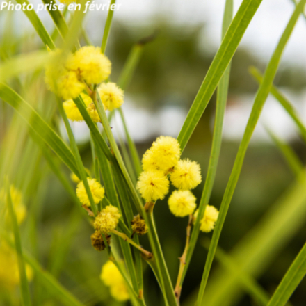 Acacia retinoïdes