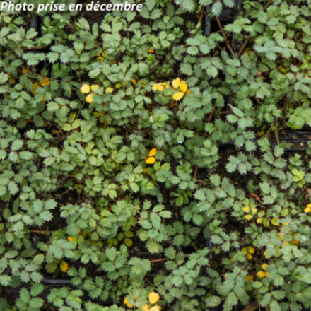 Acaena microphylla 'Kupferteppich'