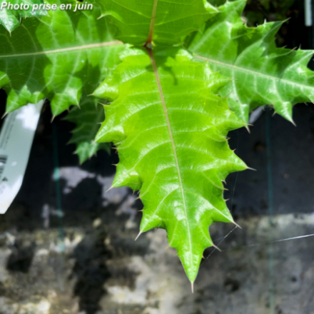Acanthus sennii