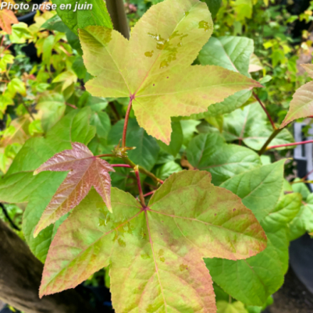 Acer buergerianum