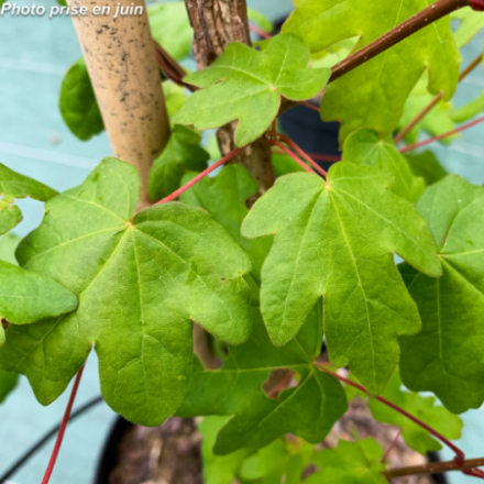 Acer campestris - Erable champêtre