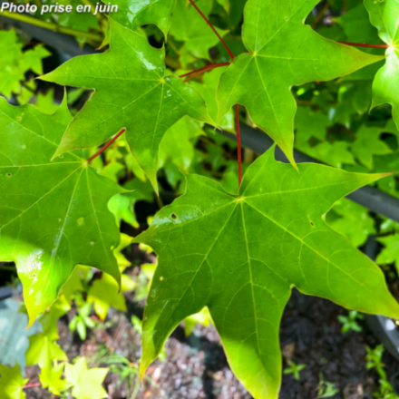 Acer cappadocicum 'Rubrum'