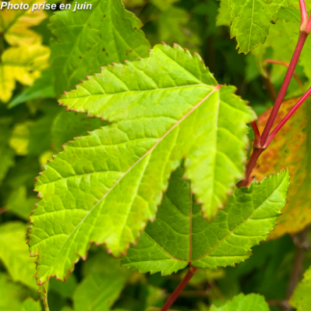 Acer ginnala - Erable du fleuve Amour