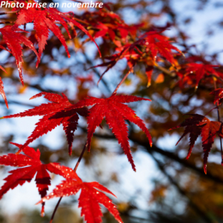 Acer palmatum - Érable du...