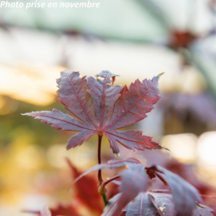 Acer palmatum 'Bloodgood' - Érable du Japon