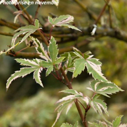 Acer palmatum 'Butterfly' - Érable japonnais