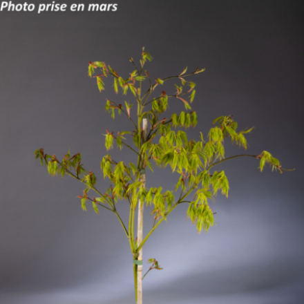 Acer palmatum 'Dissectum' - Érable japonais