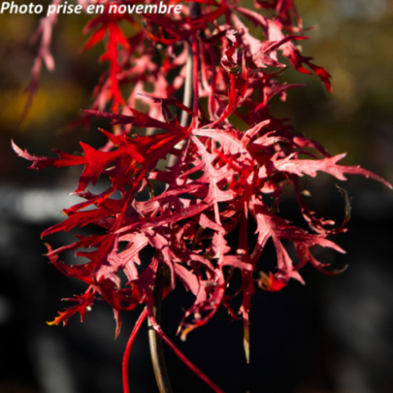 Acer palmatum 'Dissectum Inaba Shidare' - Érable du Japon