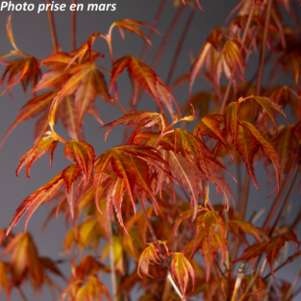Acer palmatum 'Katsura' - Érable japonnais