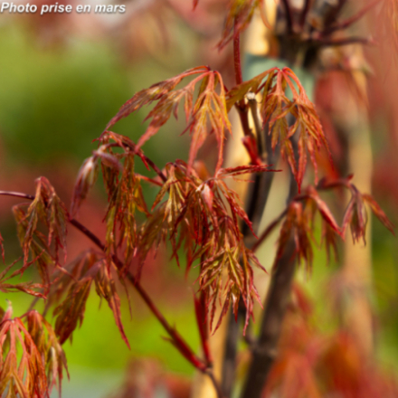 Acer palmatum 'Orangeola' - Érable japonnais