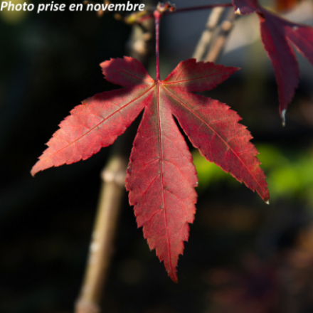 Acer palmatum 'Osakazuki' - Érable du Japon