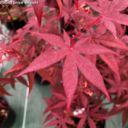 Acer palmatum 'Red Emperor' - Érable japonnais