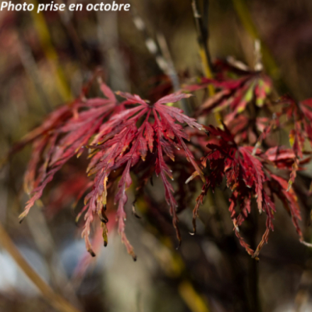Acer palmatum 'Seiryu' - Érable japonnais