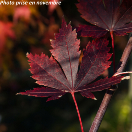 Acer palmatum 'Trompenburg' - Érable japonnais
