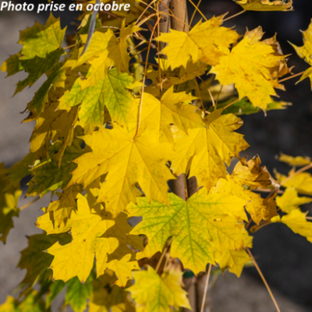 Acer platanoides