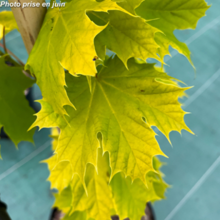 Acer platanoides 'Princeton gold'