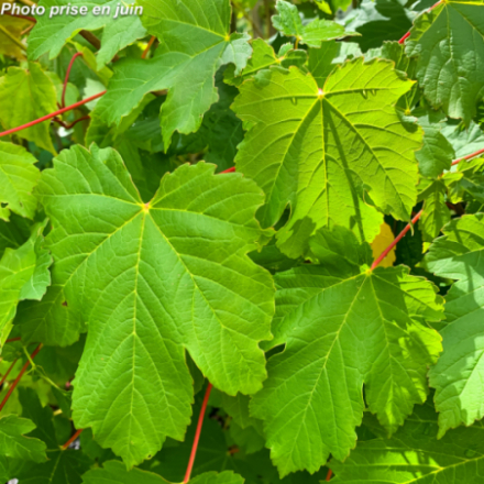 Acer pseudoplatanus - Erable sycomore