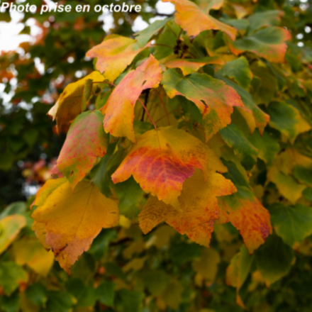 Acer rubrum - Erable rouge