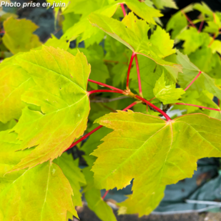 Acer rubrum 'Brandywine' - Erable rouge