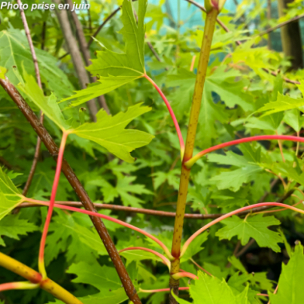 Acer saccharinum 'Laciniatum Wieri' - Erable argenté